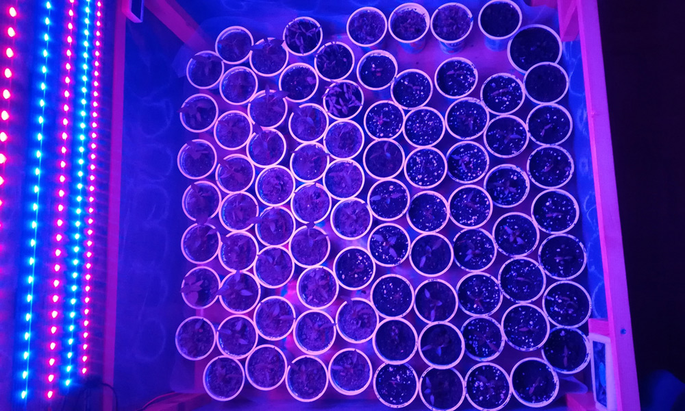 growboxb18032020.jpg