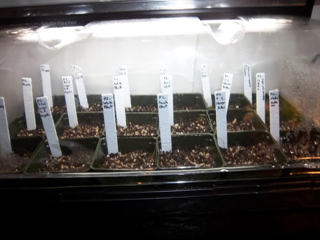 Pepperplants1-14-13017_zpsbd4f6390.jpg