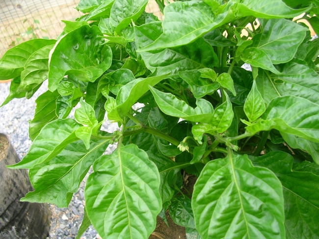 bhut3.jpg