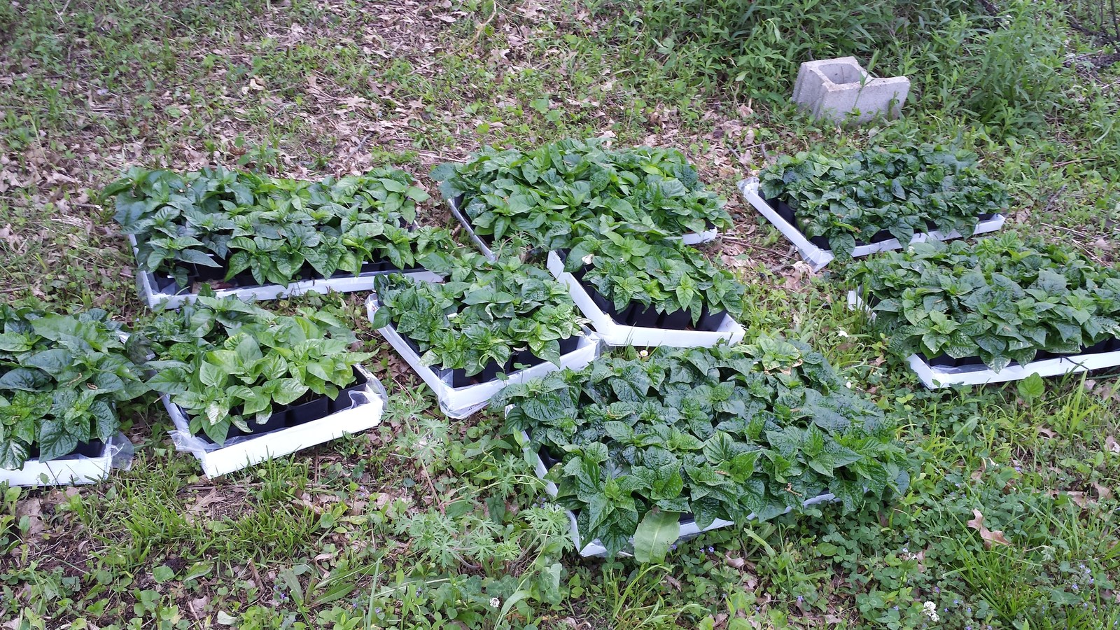 20180511_182613.jpg