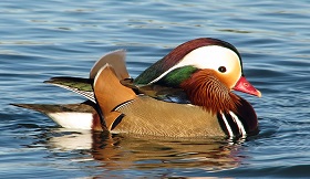 Mandarin-Duck.jpg