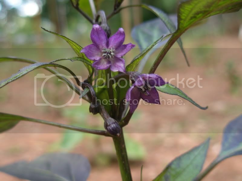 5-6-11Blackbirdseyeflower.jpg