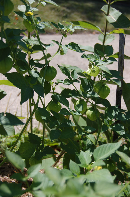 tomatillo.jpg