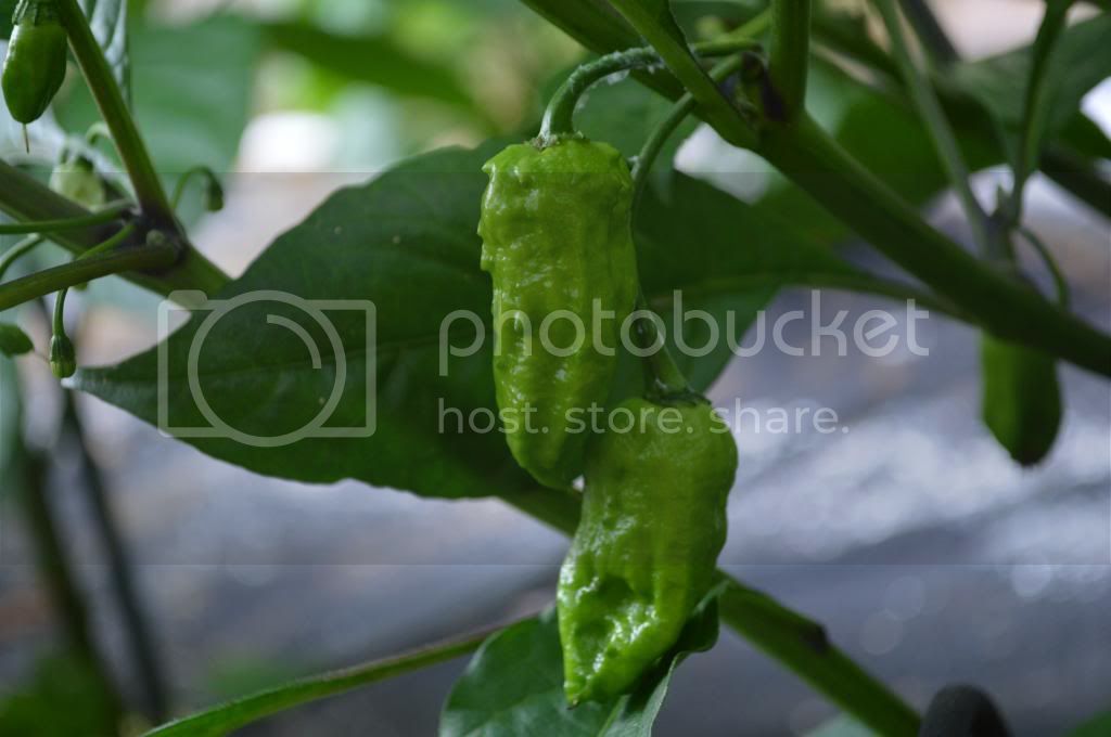 peppers007.jpg