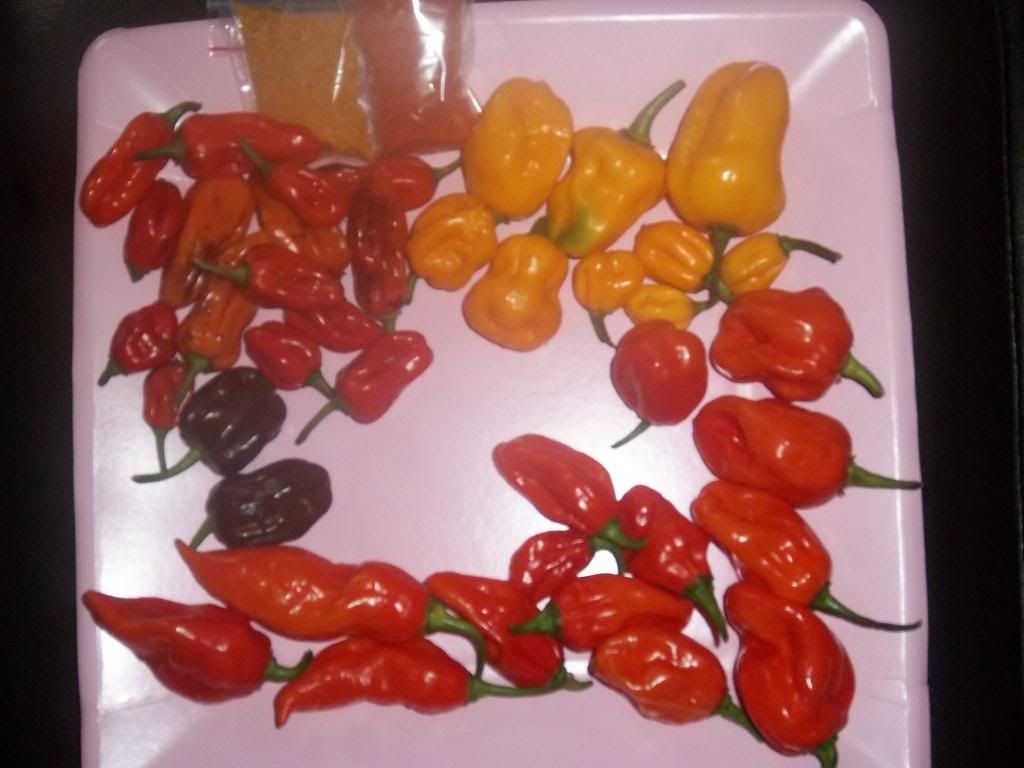 hotpeppers004.jpg