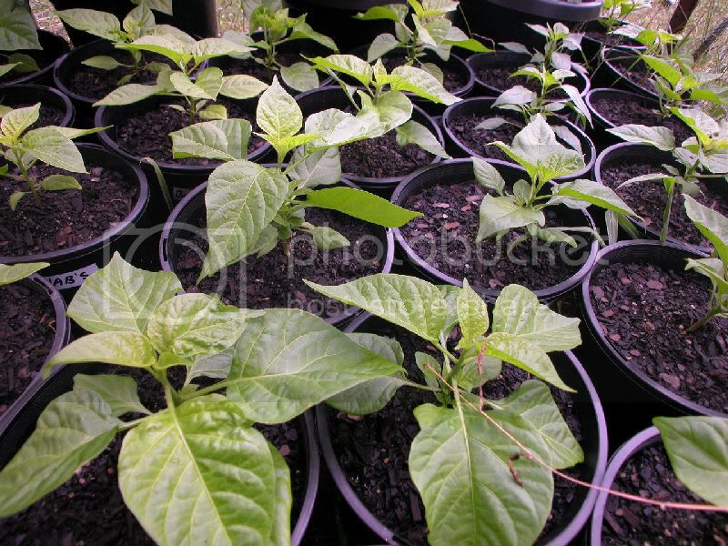 newseedlings2.jpg