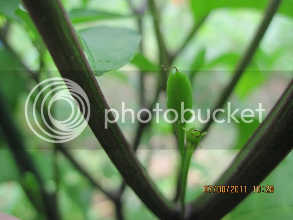Cparvifolium-1.jpg