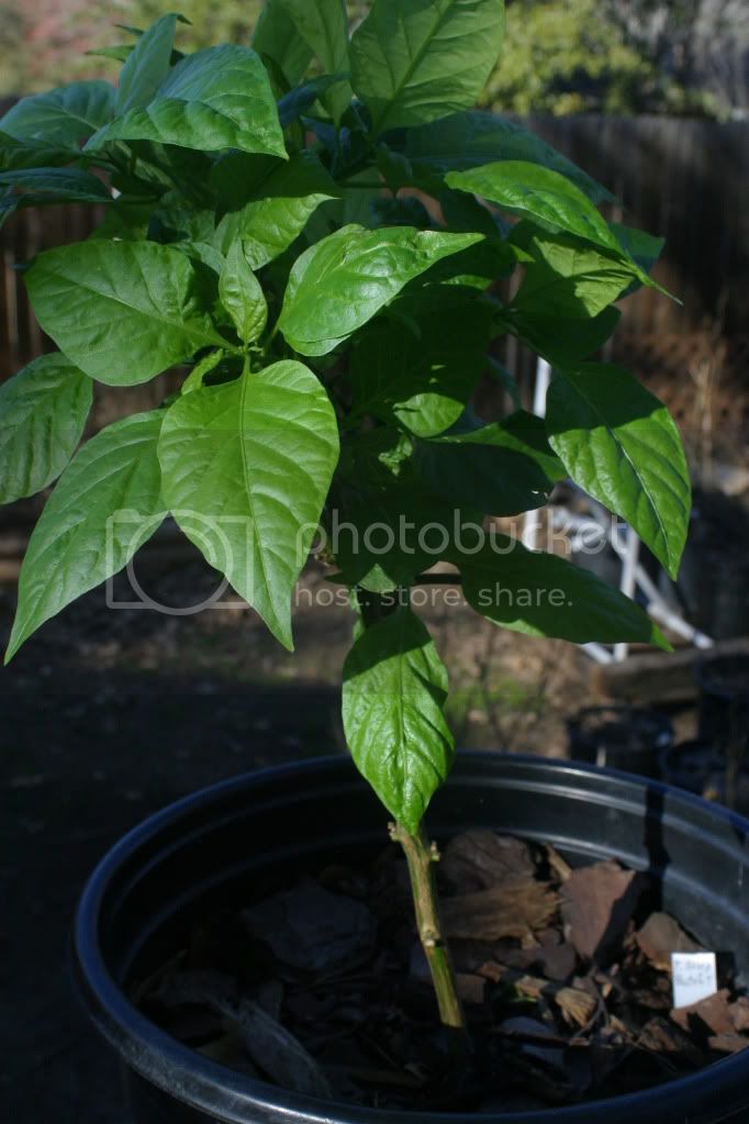 Jan122012peppers009.jpg