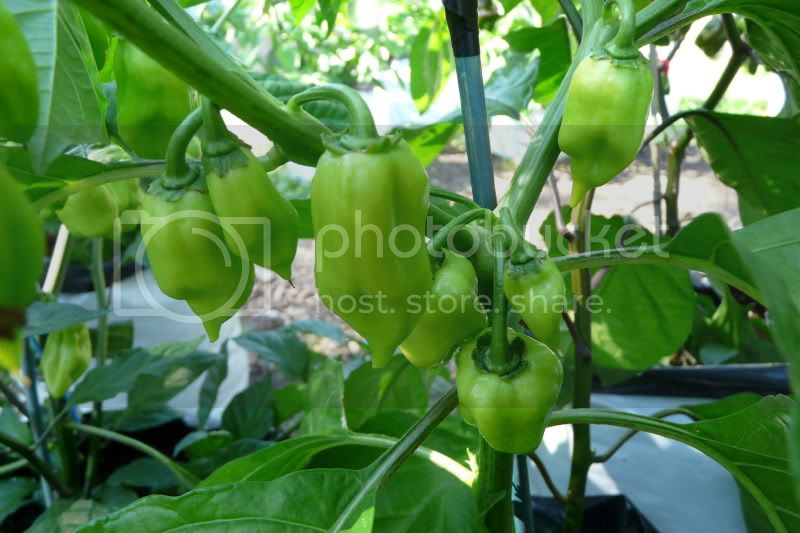 RedMayanhabanero-VladanSmiciklas-RainbowChiliSeedsP1060927.jpg