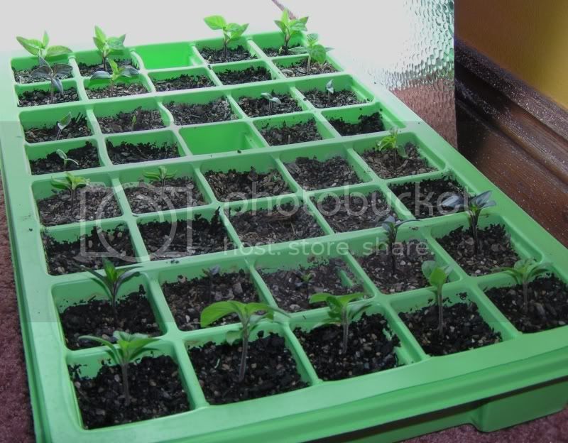 chilliseedlings23may.jpg