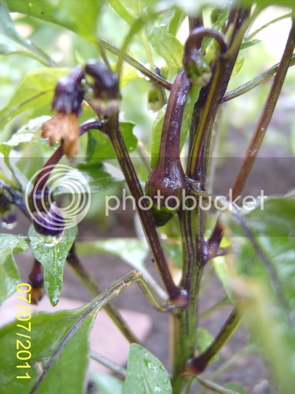 CzechoslovakianBlackpepper7-7-11.jpg