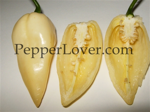 white%20bhut.jpg