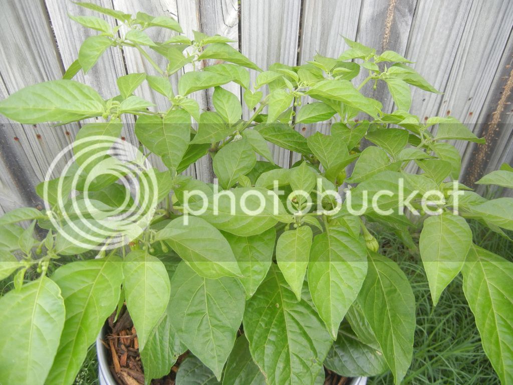 20Apr2012_WhiteBhut2.jpg