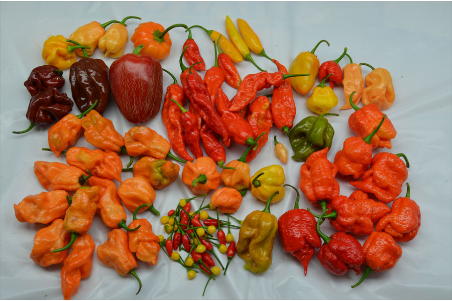 harvest2.jpg