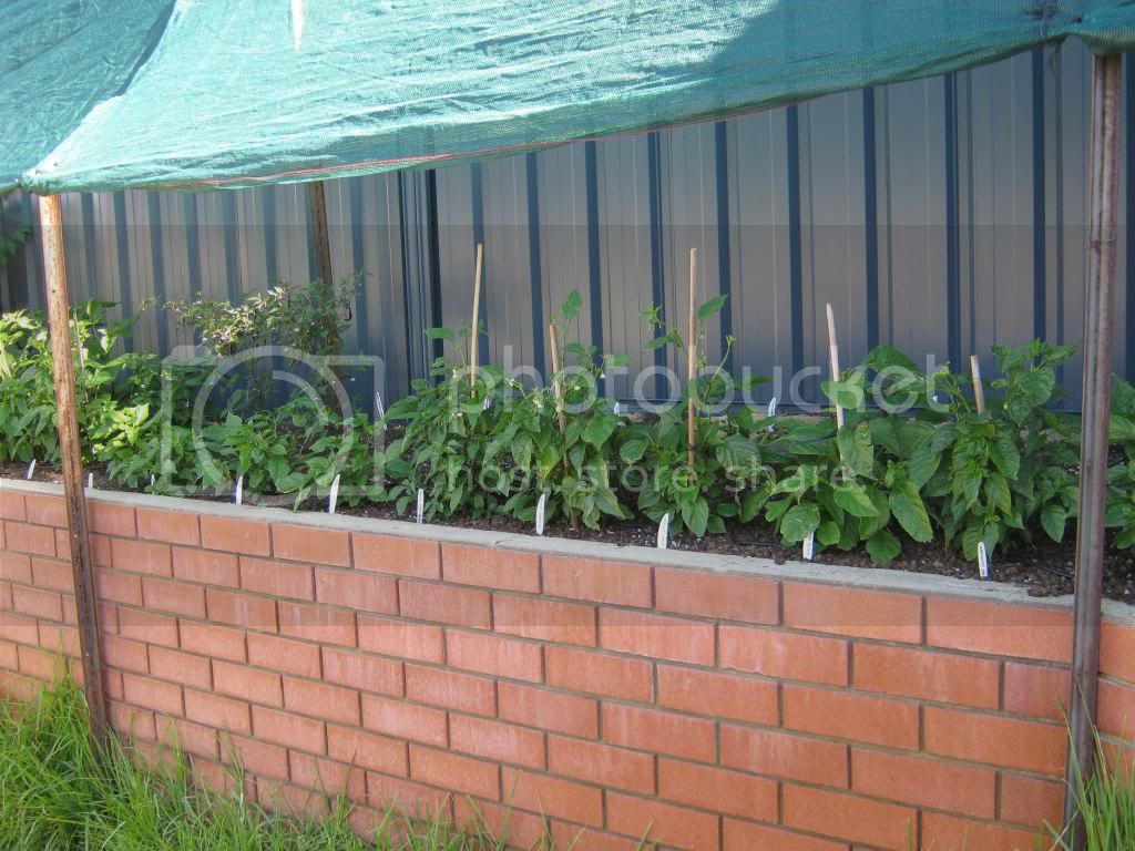 Gardenrecovery009.jpg