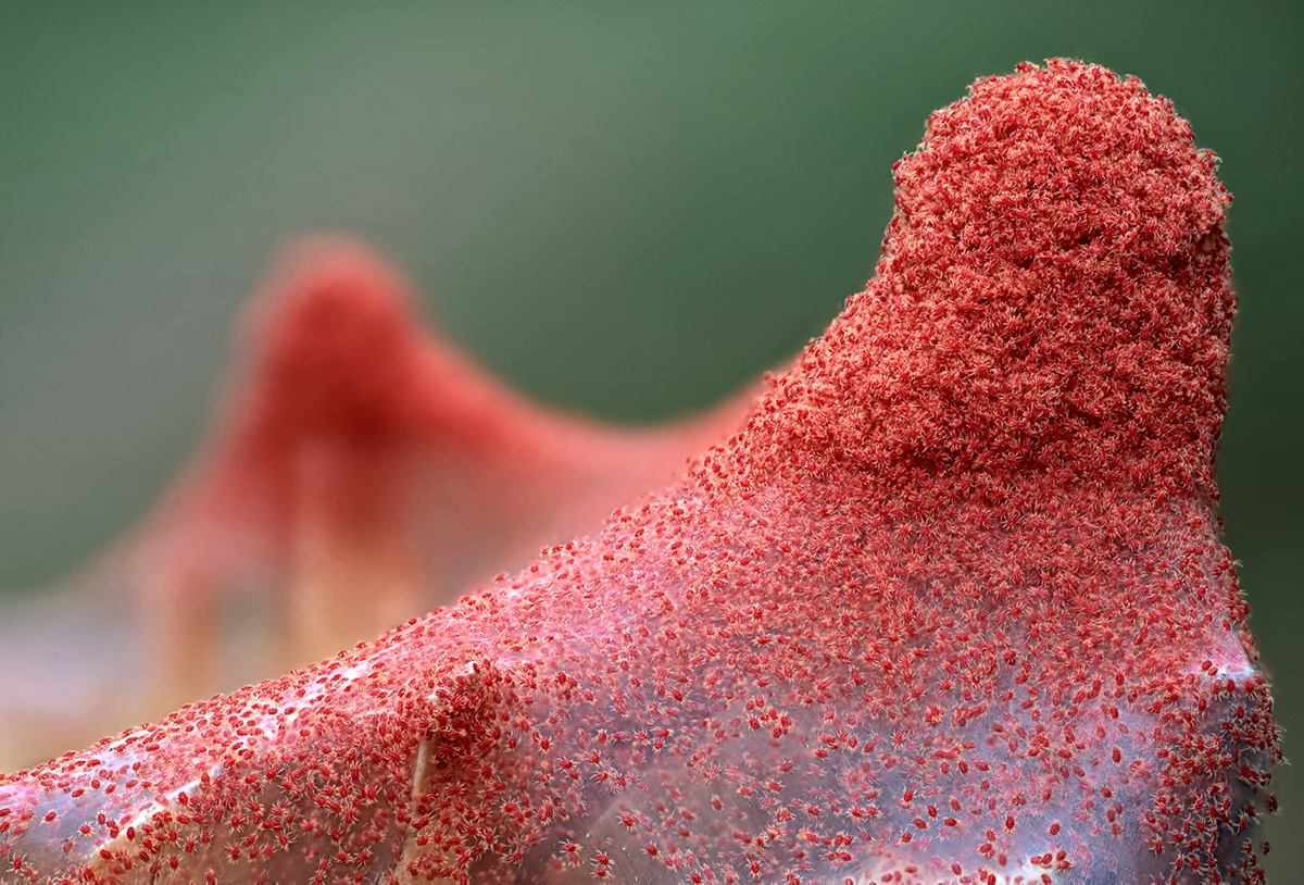 Red_spider_mite_(Tetranychus_urticae).jpg