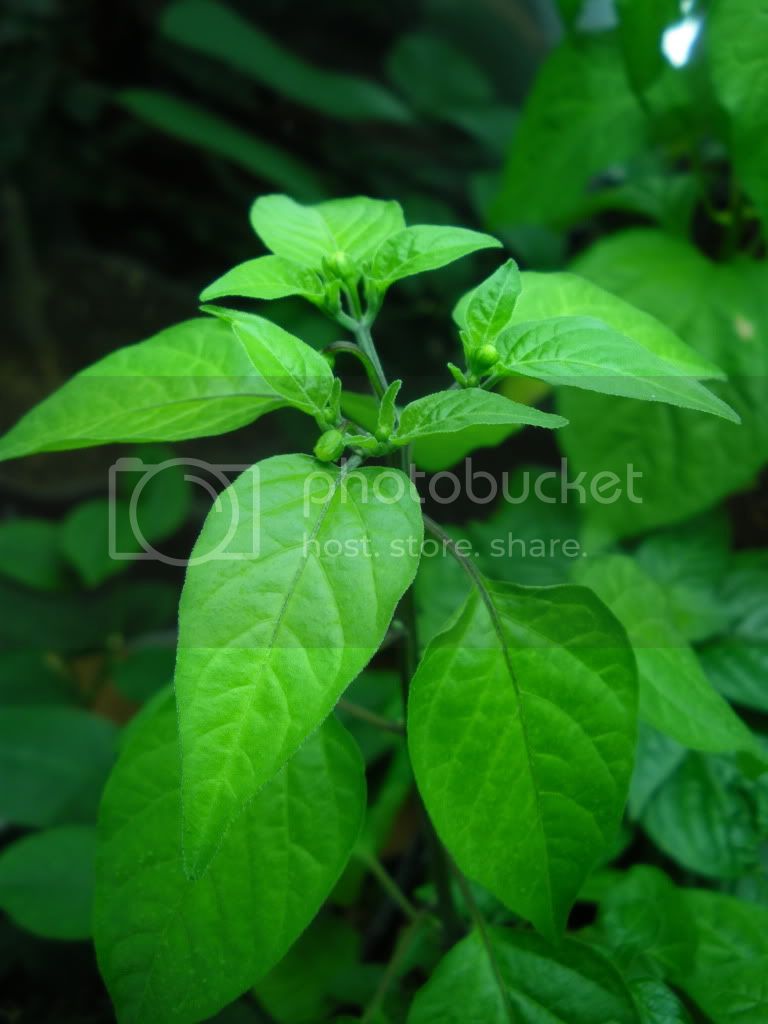 IMGP2978.jpg