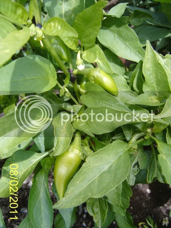 Mysterypepper8-2-11.jpg