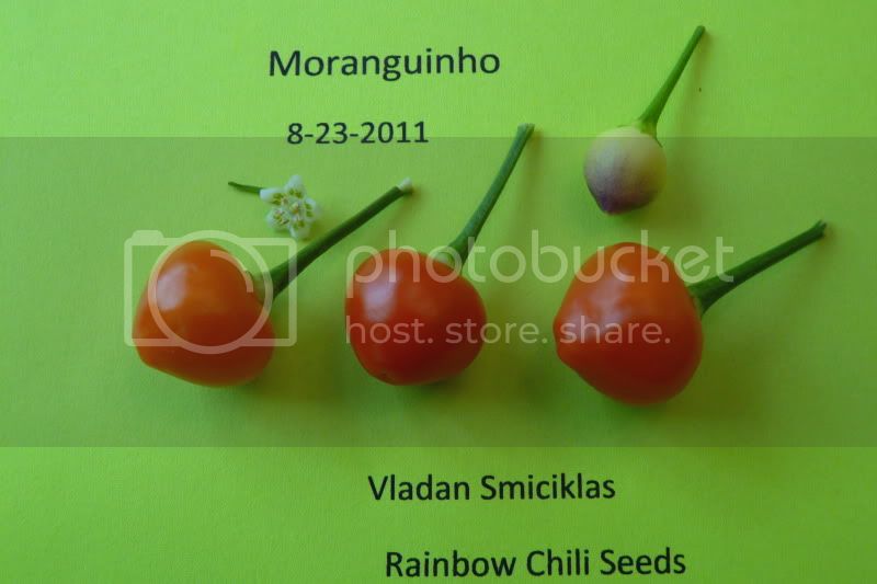 Moranguinho-VladanSmiciklas-rainbowchiliseedsP1040374.jpg