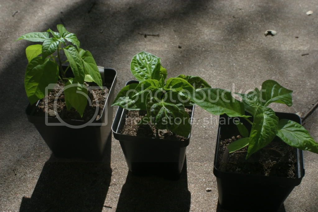 Mar32012peppers005.jpg