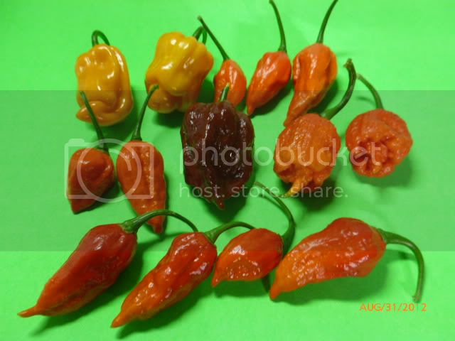 Peppers-VladanSmiciklas-RainbowChilSeedsP1010191.jpg