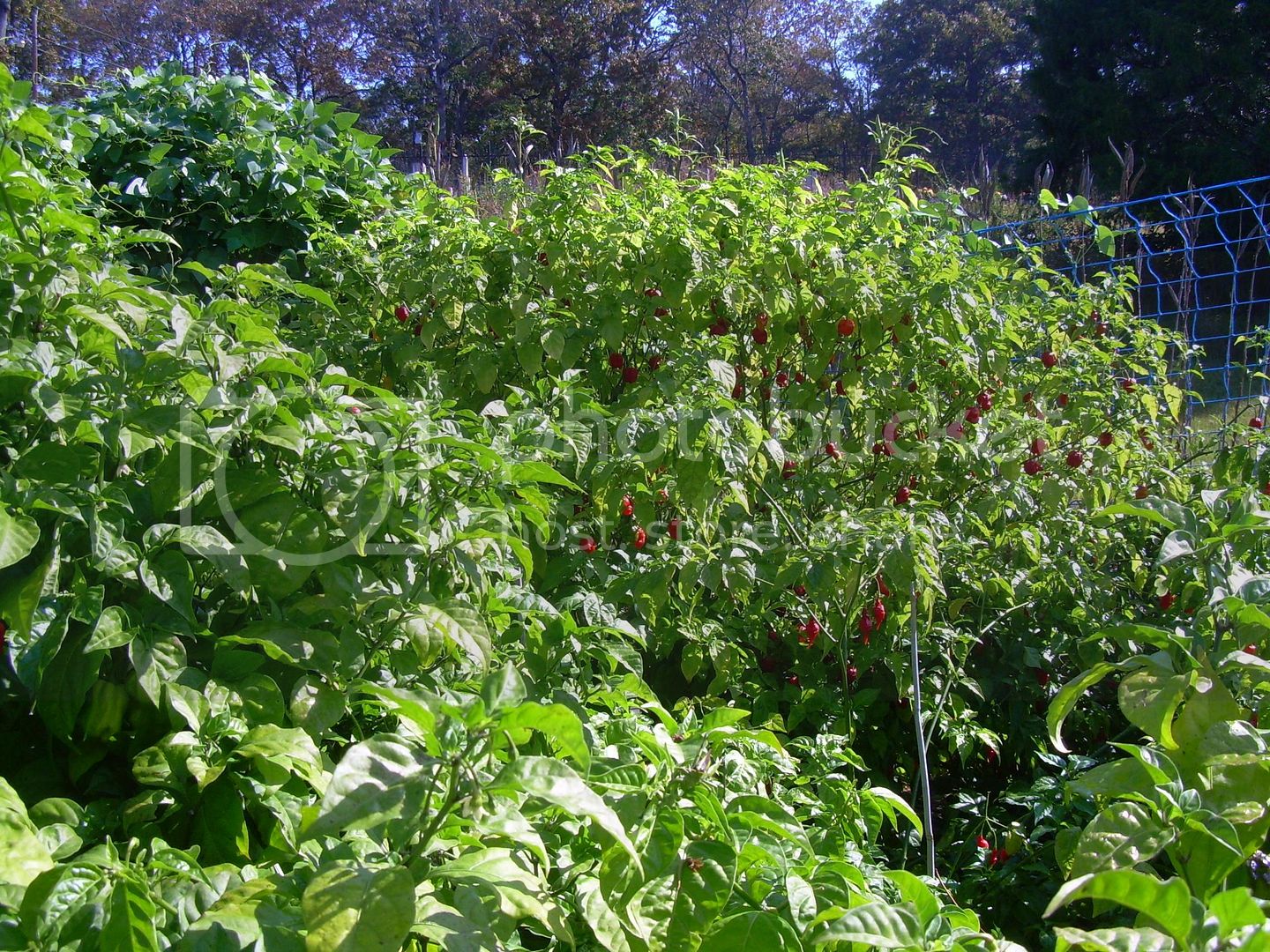 Chiliplants3.jpg