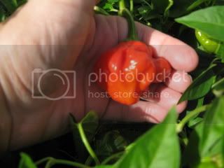 RipeScotchBonnet.jpg