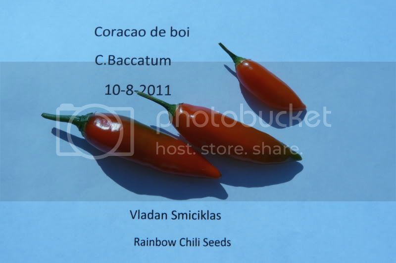 Coracaodeboi-RainbowchiliseedsP1050217.jpg