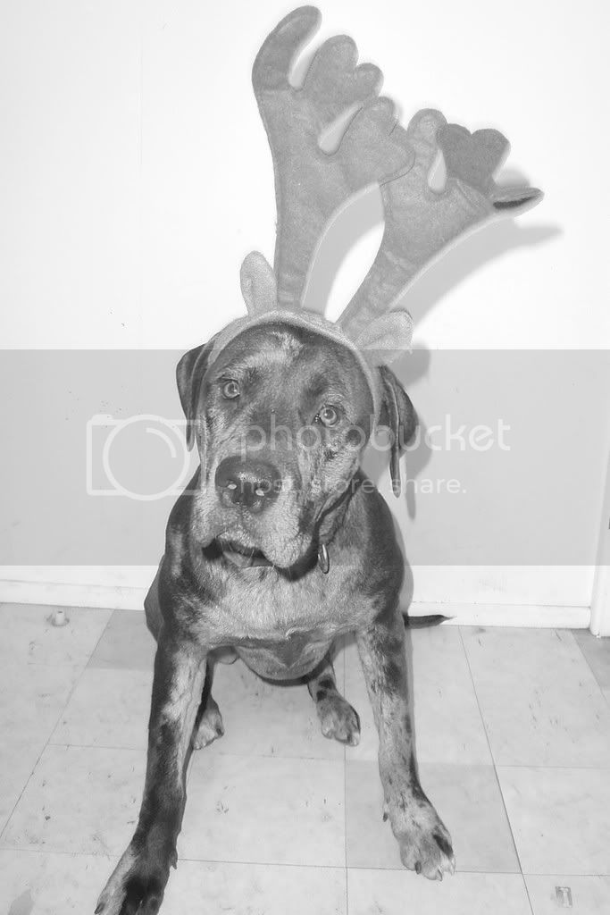 xmasdog2bw.jpg