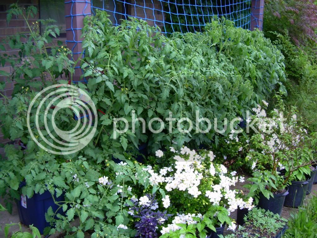 Tomatoes2_5-16-10.jpg