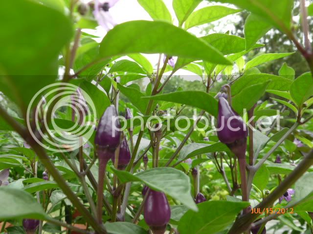 EmberaF-1-VladanSmiciklas-RainbowChiliSeedsP1000391.jpg