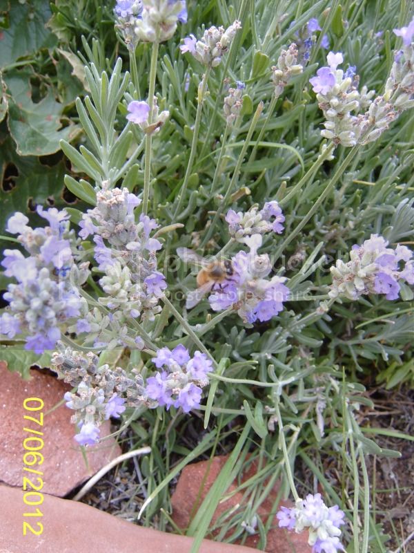 Lavenderandfriend7-6-12.jpg