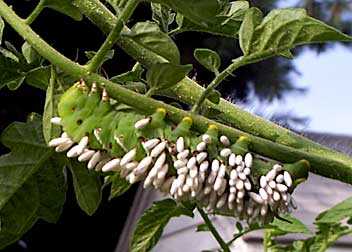 Hornworm_parasites.jpg