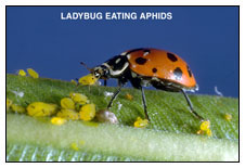 ladybug.jpg