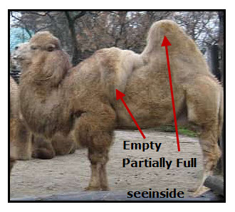 camel-humps-empty.jpg