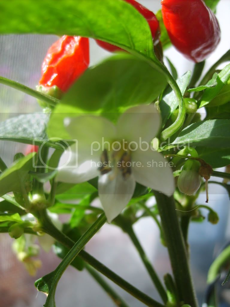 SD530785.jpg