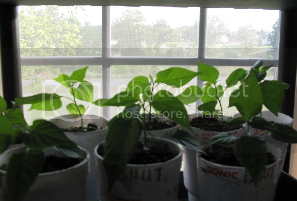 Bhuts5-3.jpg