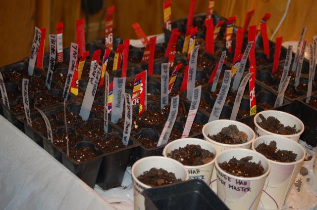 6073_mjdtexan_2010_pepper-tomato_grow_log_003.jpg