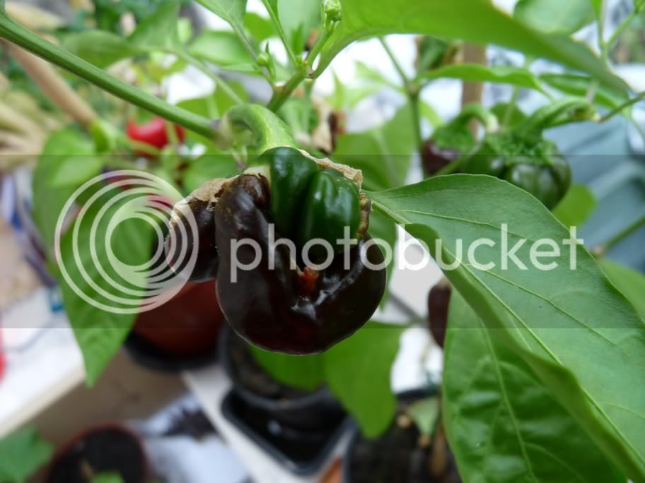 ChocolateSweetPepper4.jpg