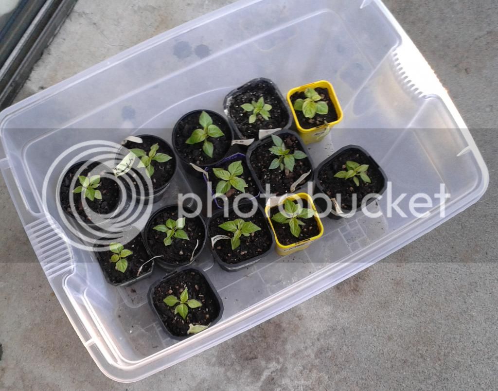 babyplants_zps6ed83430.jpg