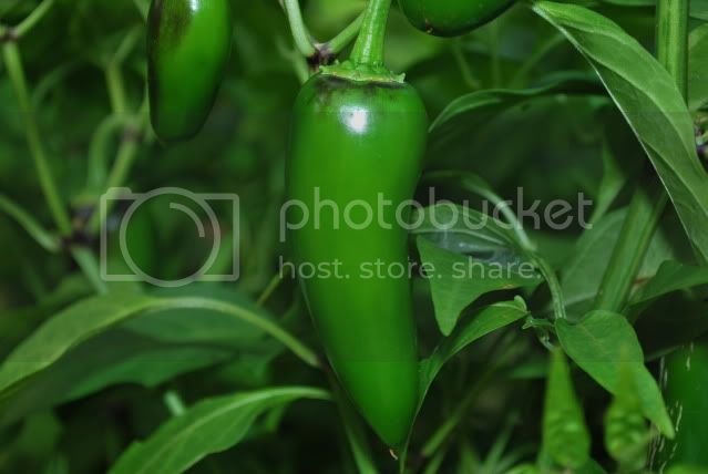 JalapeoEarly2012.jpg