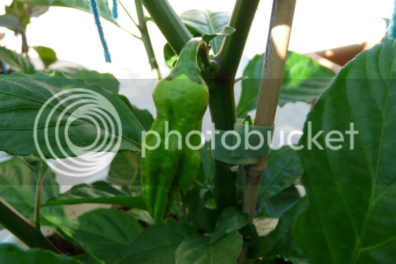 ImpactF-VladanSmiciklas-RainbowChiliSeedsP1060444.jpg