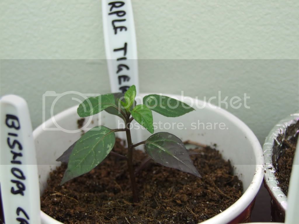 healthyplants014.jpg