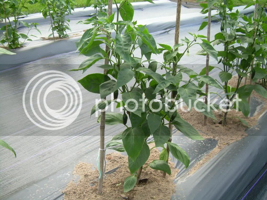 JalapenoElJefe6-2-13_zps405d93cf.jpg