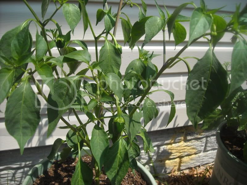 peppers018.jpg