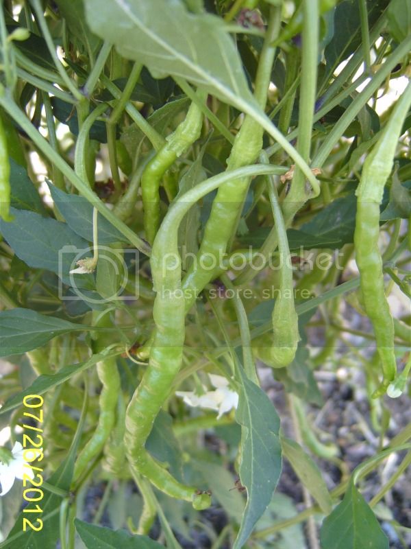 ChiledeArbolpods7-26-12.jpg