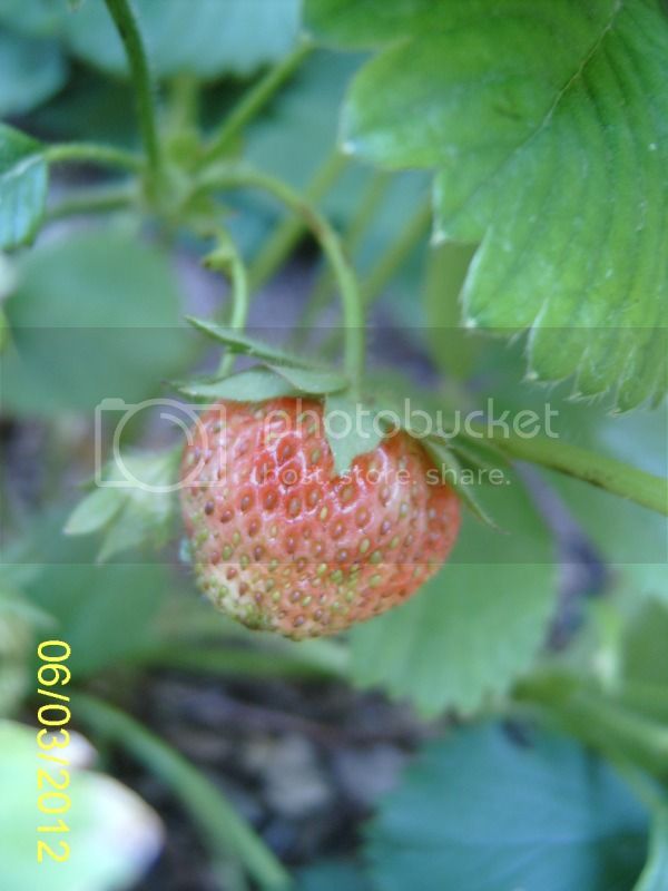 OzarkBeautystrawberry6-3-12.jpg