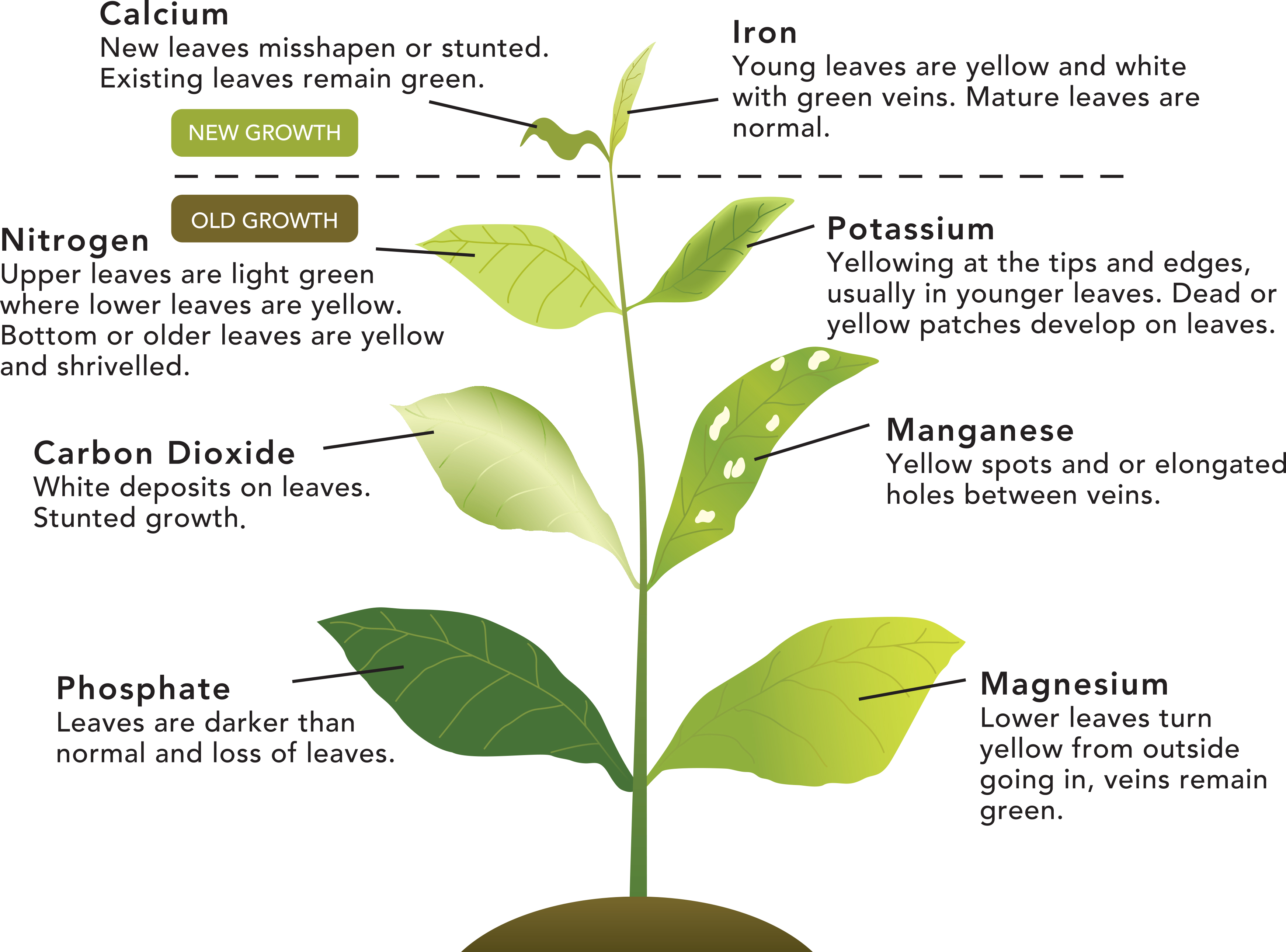 Plant%20Deficiency%20No%20Title.jpg