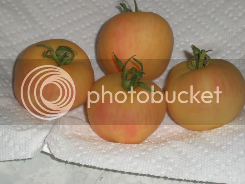 7-21-10gardenpeach.jpg