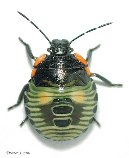 green_stink_bug_nymph.jpg